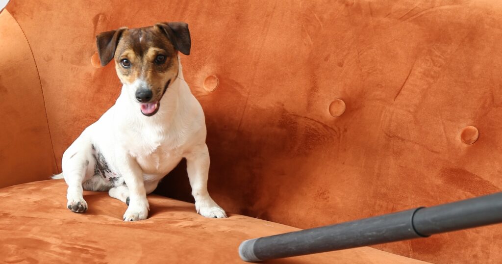 A dog sits comfortably on a couch, with pet-safe baking soda nearby, highlighting safe uses like odor neutralizing and flea repellent.