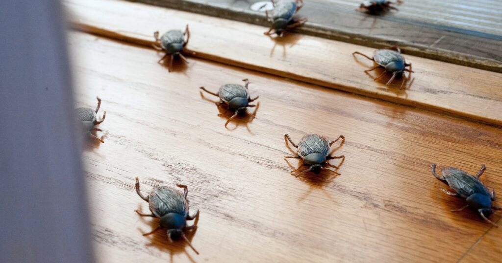 All About What Attracts Roaches in a Clean House