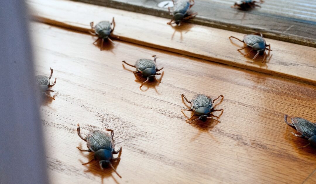 All About What Attracts Roaches in a Clean House