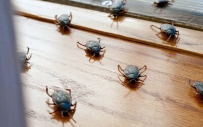 All About What Attracts Roaches in a Clean House