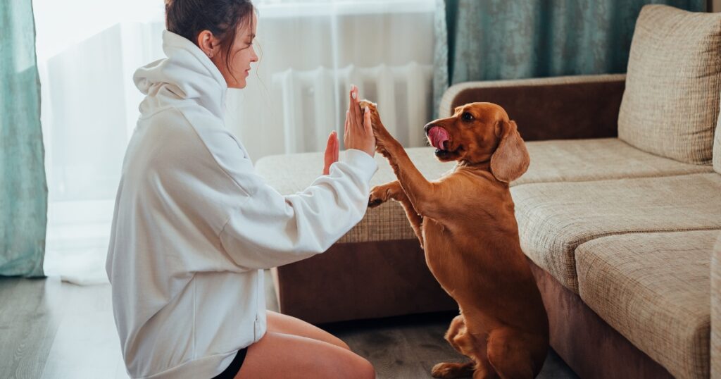 Baking soda can be harmful to dogs if ingested in large quantities. Pet owners should use caution when cleaning or baking with it around pets.