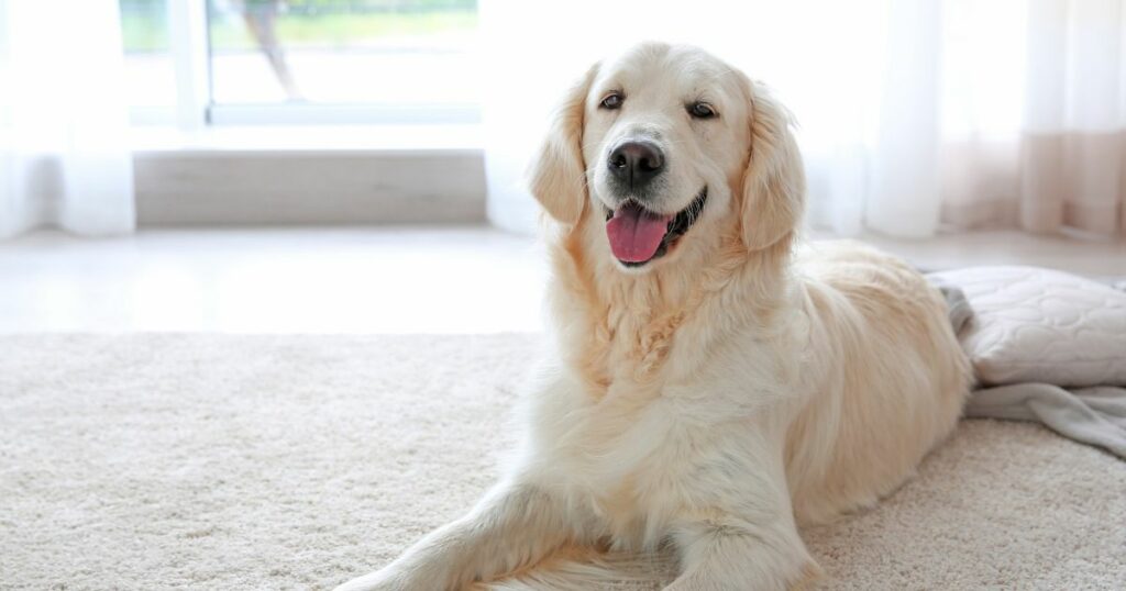 Best Practices for Using Pet Friendly Carpet Cleaning Solutions