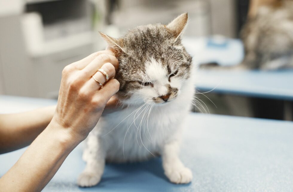 How to Clean House After Cat Has Tapeworms in 7 Simple Steps E.C. House Cleaning