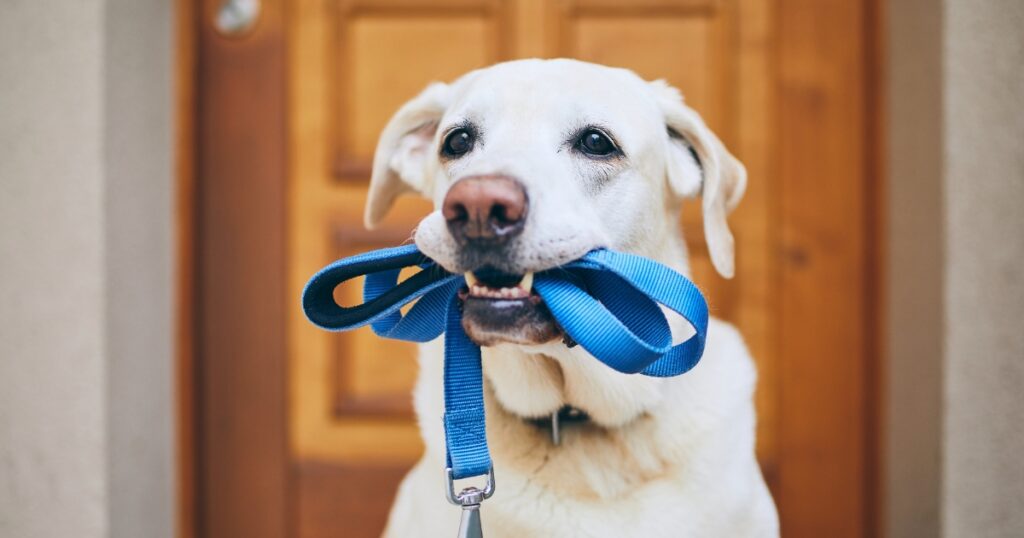 Is Baking Soda Harmful to Dogs - Massachusetts pet-friendly cleaning services