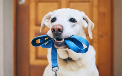 Is Baking Soda Harmful to Dogs?