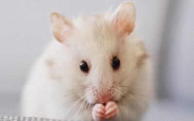 My House is Clean Why Do I Have Mice? Understanding Why Mice Appear in Your Clean House