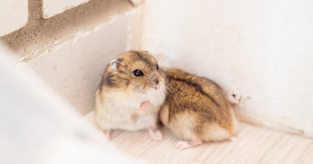 Preventing Mice in a Clean Home