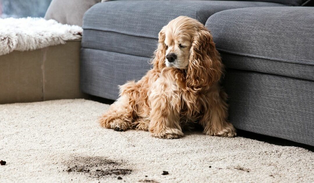 Step-by-Step Guide to Choosing the Best Carpet Cleaning Solution for Pets