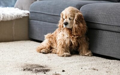 Step-by-Step Guide to Choosing the Best Carpet Cleaning Solution for Pets