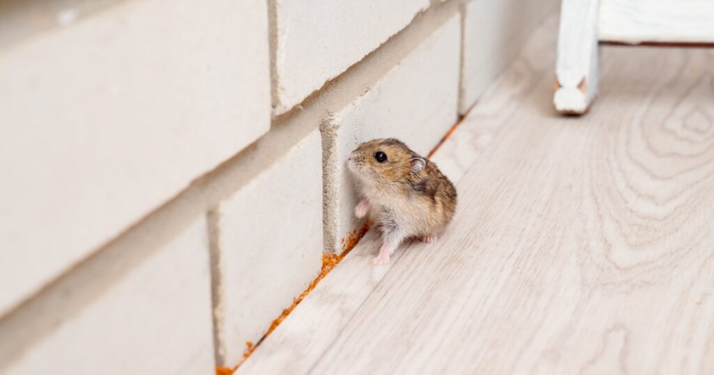 The Impact of Mice Infestations