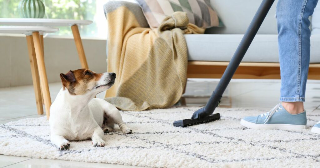 The Ultimate Guide to Pet Friendly Floor Cleaner - Massachusetts pet-friendly house cleaning