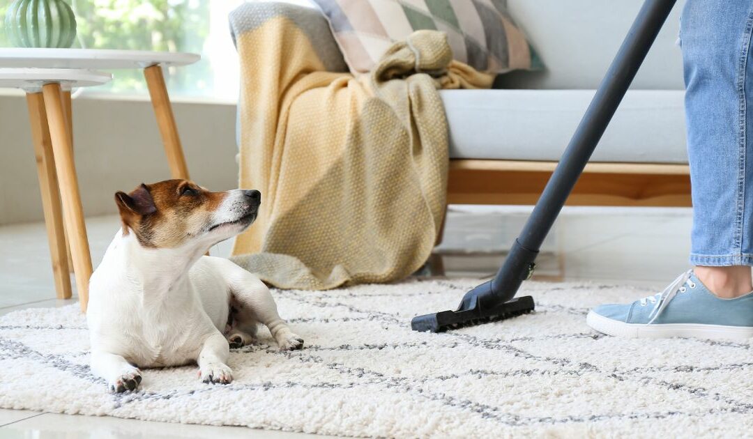 The Ultimate Guide to Pet Friendly Floor Cleaner