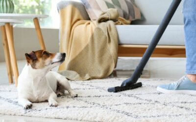 The Ultimate Guide to Pet Friendly Floor Cleaner