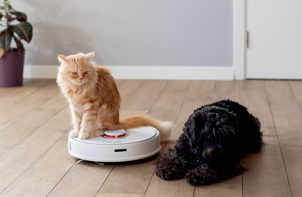 How to Clean House After Cat Has Tapeworms in 7 Simple Steps